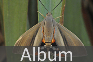 Giant Butterfly Moths (Castniidae)